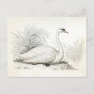 Mooie Vintage Zwaan Illustratie Ansichtkaart Briefkaart