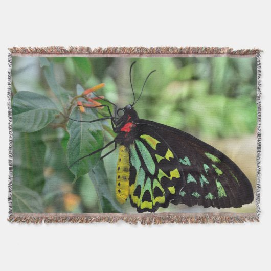 Mooie vlinder deken (Voorkant)