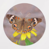 Mooie vlinder op gele bloem labels (Design 2)