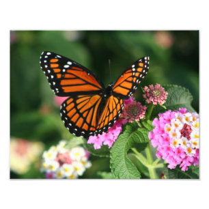 Mooie vlinder op Lantana Flower Foto Afdruk