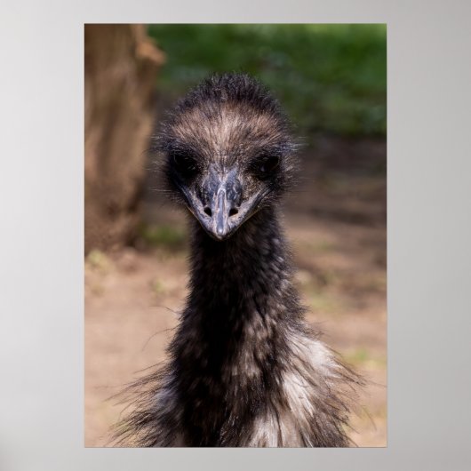 Mooie vogel poster (Voorkant)