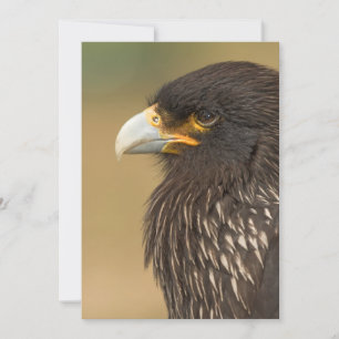 Mooie vogel van de uitnodiging van Prey