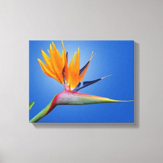 Mooie vogel van Paradise Strelitzia Flower Canvas Afdruk (Voorkant)
