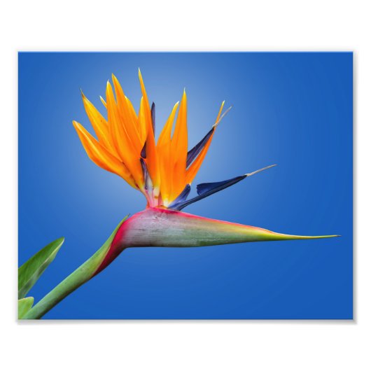 Mooie vogel van Paradise Strelitzia Flower Foto Afdruk (Voorkant)