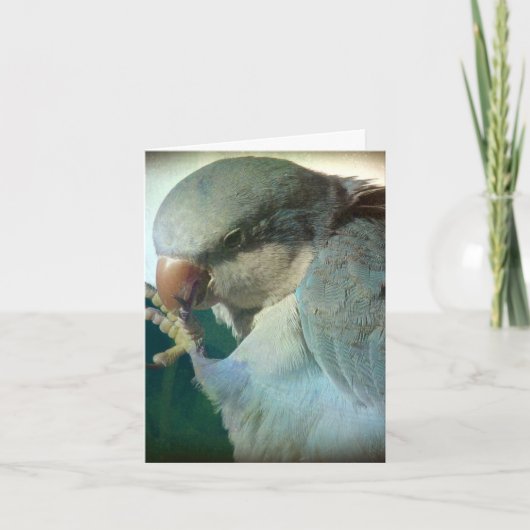 Mooie Vogel, Verjaardag Kaart (Voorkant)