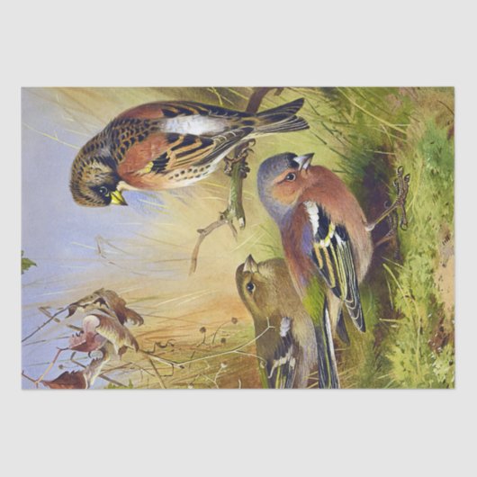  Mooie Vogels Bramblings & Chaffinch Tissuepapier (Voorkant)