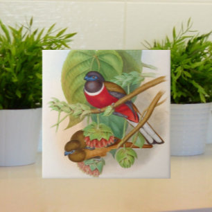 Mooie Vogels Illustratie Kleurrijk Tegeltje