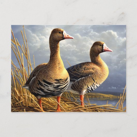 mooie vogelsoorten briefkaarten 29 (Voorkant)