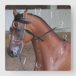 Mooie volgroeide arabische hengst vierkante klok