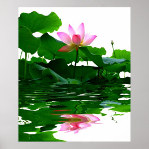Mooie vrede van de het water zen kalmte van Lotus  Poster