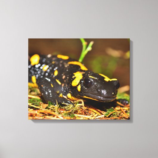 Mooie vuursalamander canvas afdruk (Voorkant)