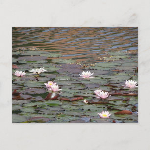 Mooie Water Lelies DIY Briefkaart