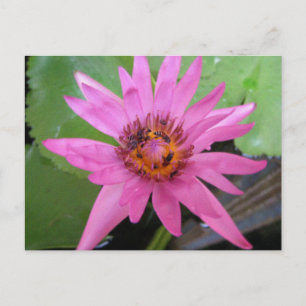 Mooie Water Lily Bewegende Aankondiging Briefkaart