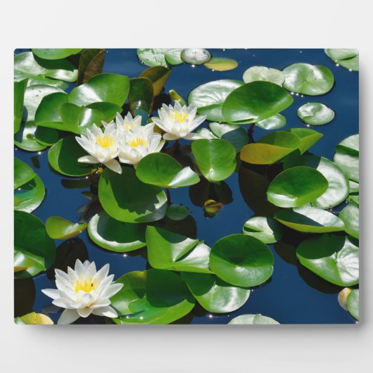 Mooie waterlilies fotoplaat (Voorkant)