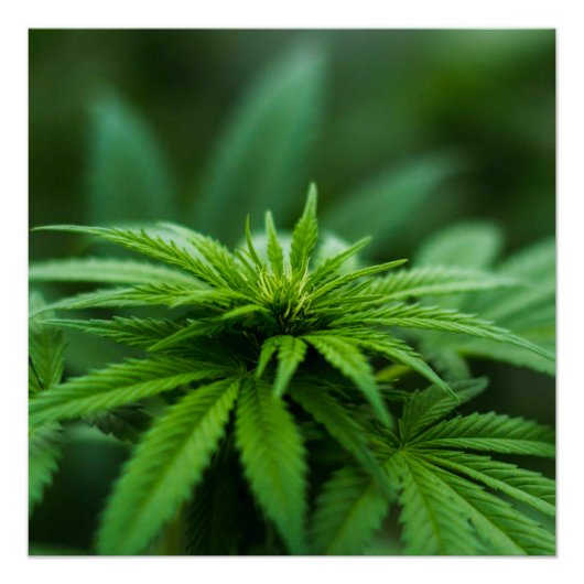 Mooie weed perfect poster (Voorkant)