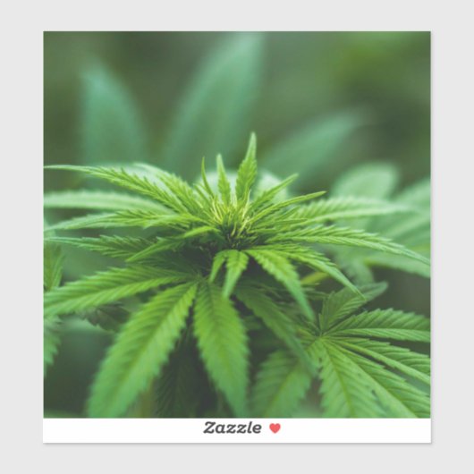 Mooie weed sticker (Vel)