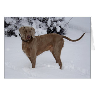 Mooie Weimaraner in de sneeuw