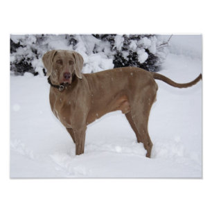 Mooie Weimaraner in de sneeuw Foto Afdruk