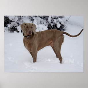 Mooie Weimaraner in de sneeuw Poster
