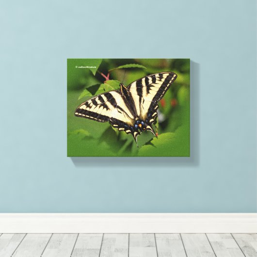 Mooie Westerne tijger Swallowtail Butterfly Canvas Afdruk (Insitu (Houten vloer))