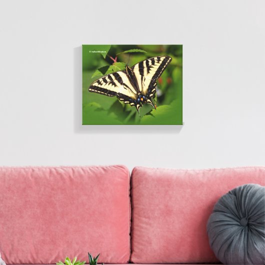 Mooie Westerne tijger Swallowtail Butterfly Canvas Afdruk (Insitu (Woonkamer))