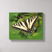 Mooie Westerne tijger Swallowtail Butterfly Canvas Afdruk (Voorkant)