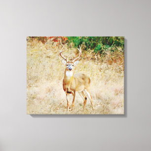 Mooie Wild Deer Buck Canvas Afdruk