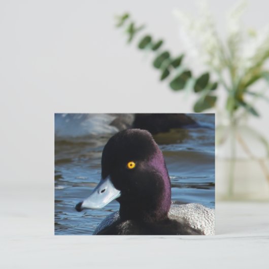 Mooie Wild Duck - Lesser Scaup Drake Briefkaart (Staand voorkant)