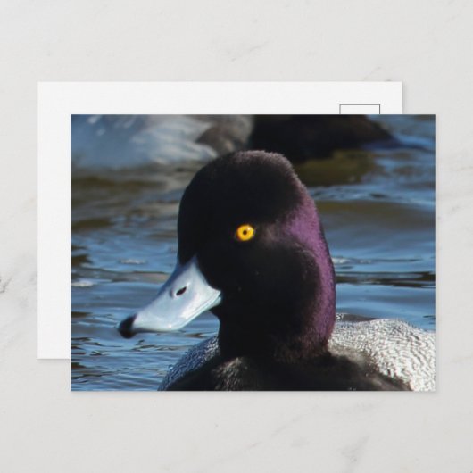 Mooie Wild Duck - Lesser Scaup Drake Briefkaart (Voorkant / Achterkant)