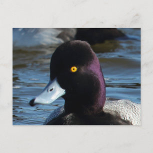 Mooie Wild Duck - Lesser Scaup Drake Briefkaart