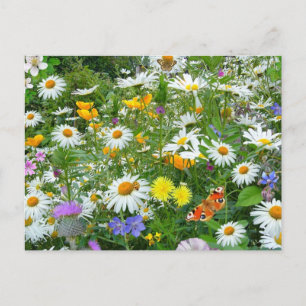 Mooie wilde bloem en vlindermeadow briefkaart