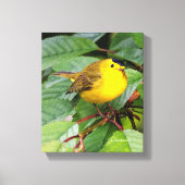 Mooie Wilson's Warbler in de Cherry Tree Canvas Afdruk (Voorkant)