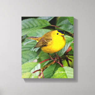 Mooie Wilson's Warbler in de Cherry Tree Canvas Afdruk