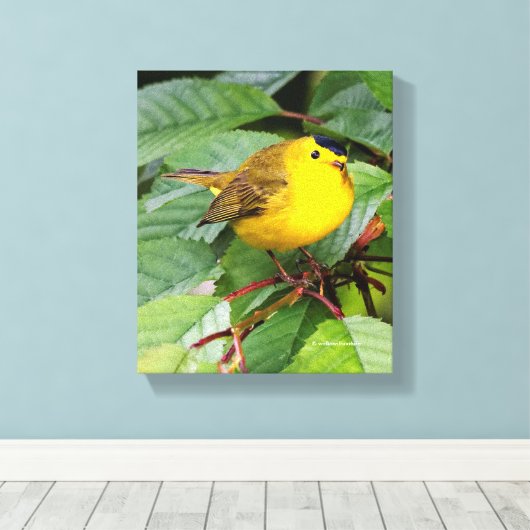 Mooie Wilson's Warbler in de Cherry Tree Canvas Afdruk (Insitu (Houten vloer))