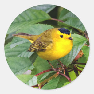 Mooie Wilson's Warbler in de Cherry Tree Ronde Sticker