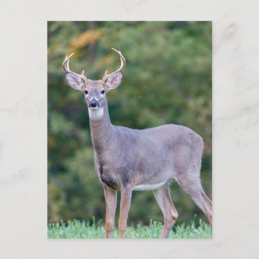 Mooie witstaartsloppenwijder in het veld briefkaart (Voorkant)