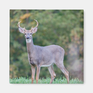 Mooie witstaartsloppenwijder in het veld magneet