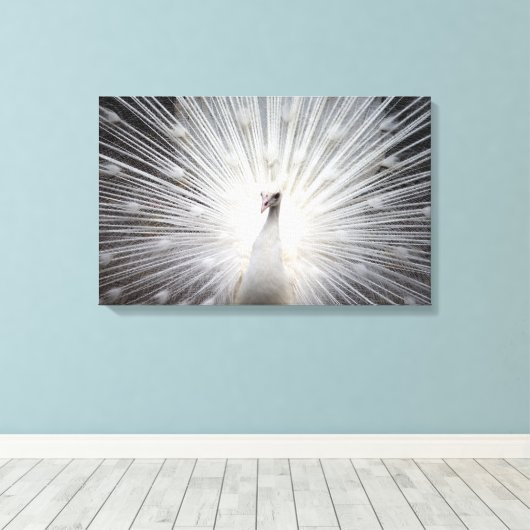 Mooie witte albino verenkleed van een pauw canvas afdruk (Insitu (Houten vloer))