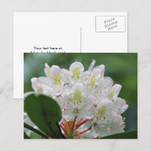 Mooie Witte Azalea Bloem Fotografie Briefkaart