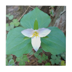 Mooie Witte Bloem Trillium in het Bos Tegeltje