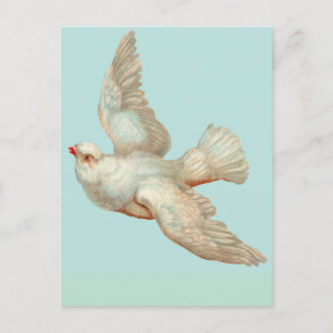 mooie witte duif briefkaart