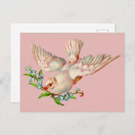 mooie witte duif met kraag in zijn mond briefkaart (Voorkant / Achterkant)