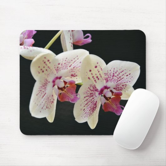 Mooie witte en roze orchidee met zwarte achtergron muismat (Met muis)