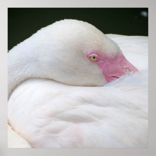 Mooie witte flamingo poster