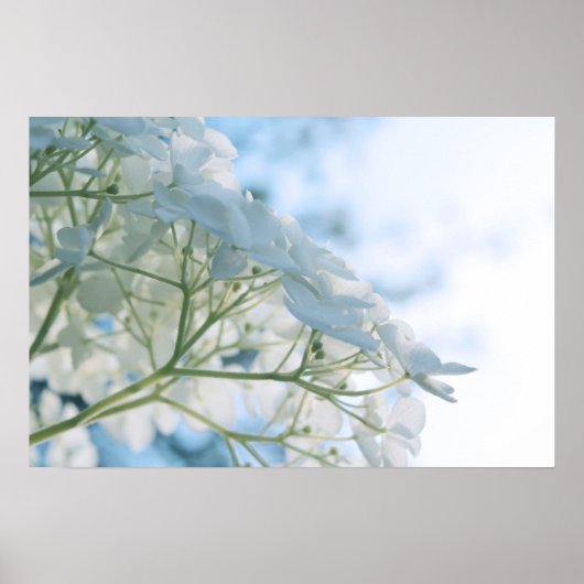 Mooie witte Hydrangea Blooms Highkey Poster (Voorkant)