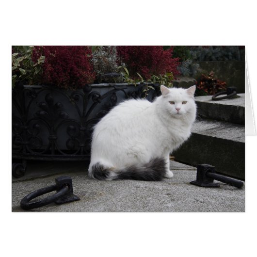 Mooie witte kat op een grave (Voorkant Horizontaal)