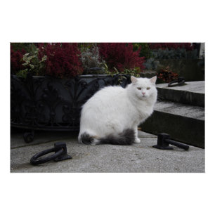 Mooie witte kat op een grave perfect poster
