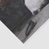 Mooie witte kat op een grave tissuepapier (Detail)