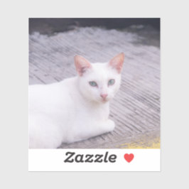 Mooie witte kat sticker