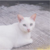 Mooie witte kat sticker (Voorkant)